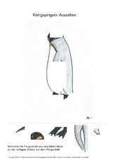 001 königspinguin aussehen ausschneiden.pdf